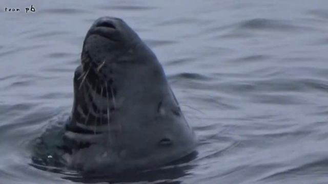SEAL SONG - Grey Seal (Halichoerus grypus) смотреть онлайн