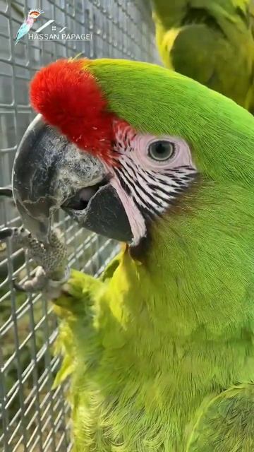 red fronted macaw #hassanpapagei смотреть онлайн