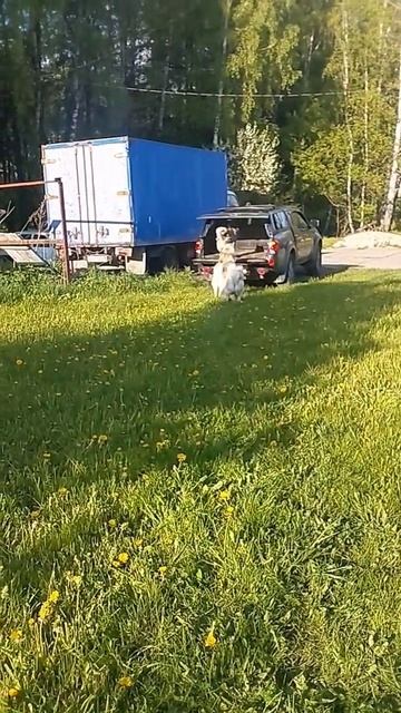 Лайки на посадку #лайкисоловьева #животные #охотник #собака #лайки #охотаслайкой смотреть онлайн