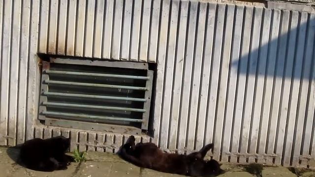 котам сегодня благодать 22 4 2014 смотреть онлайн