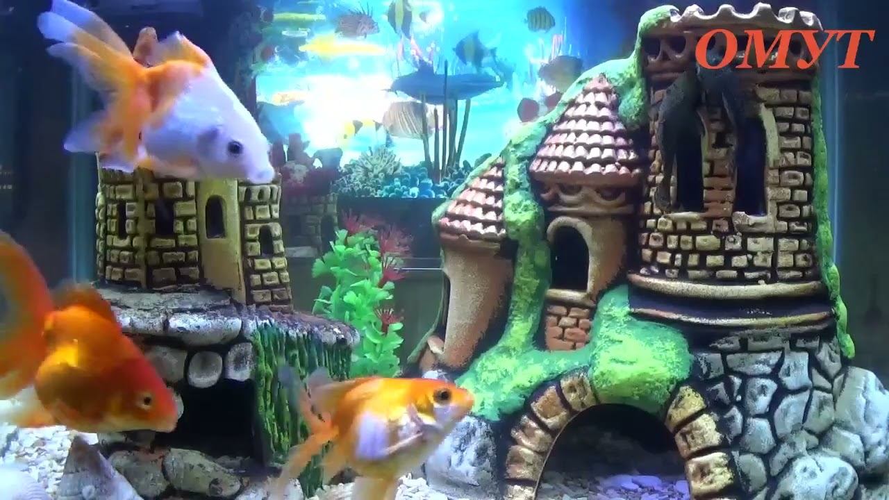 433. КАЖДОЙ КОЛДУНЬЕ ПО ТЫКВЕ... смотреть онлайн