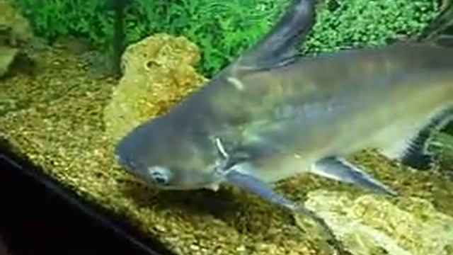 акула в аквариуме смотреть онлайн