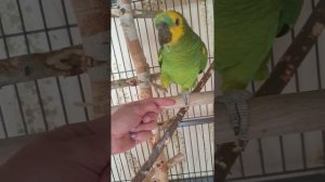 Попугай Амазон общается