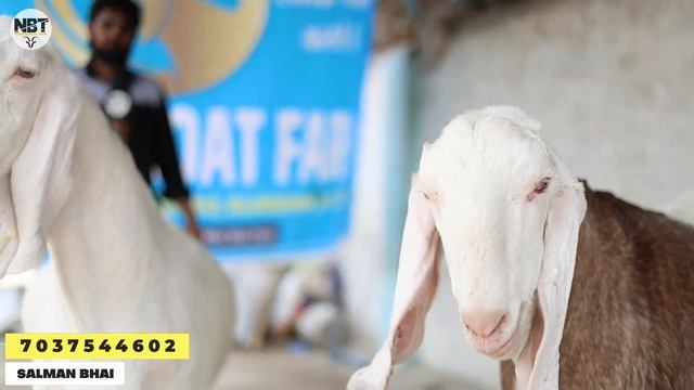 Big Sojat Bakro Ka Lot At Al Mira Goat Farm सोजत बकरॊ का लोट смотреть онлайн