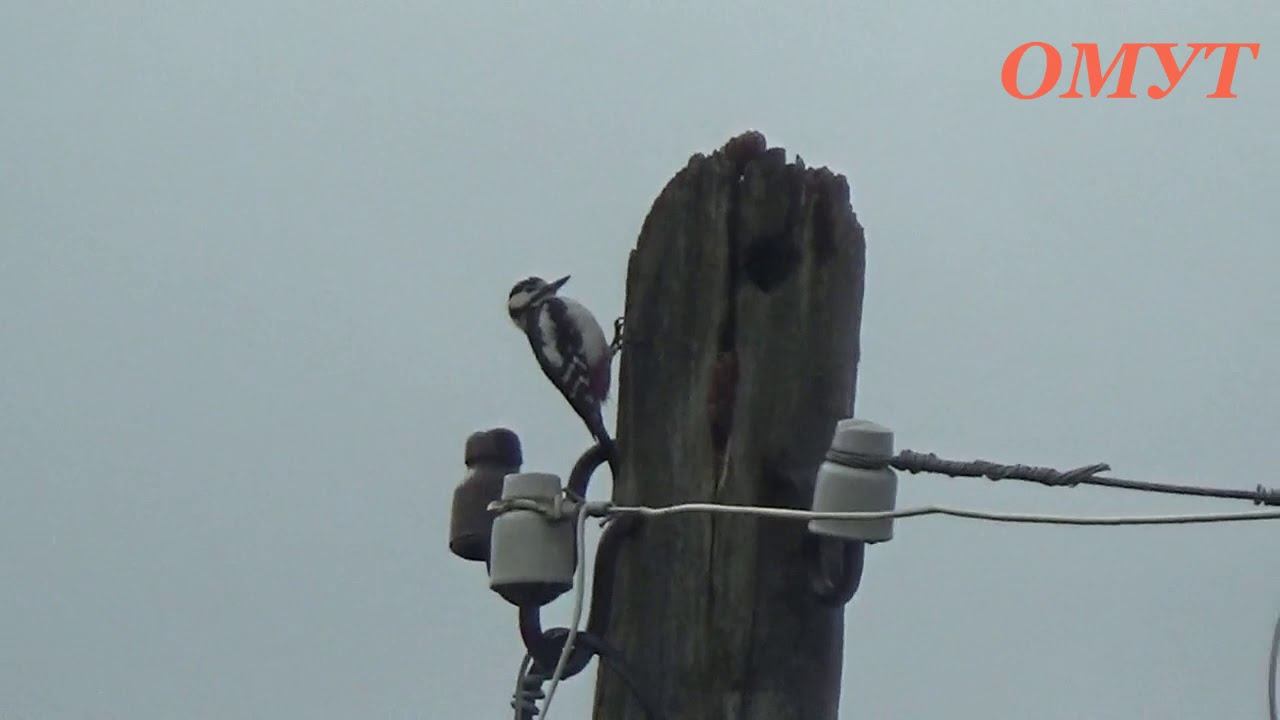 288. ДЯТЛИК В СТРОЮ... смотреть онлайн