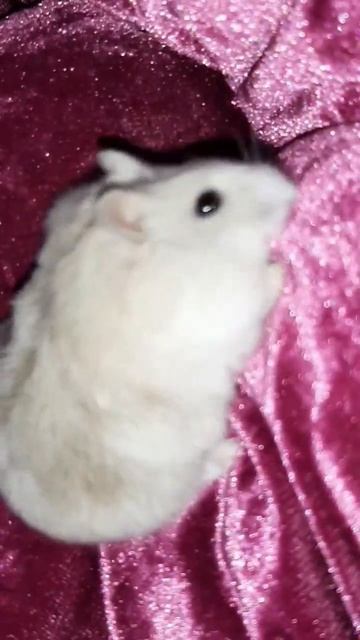 Hamster bite Хомка кусючка смотреть онлайн