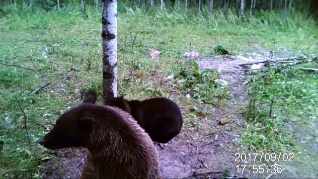 Медведи на приваде #2. Выборка. смотреть онлайн