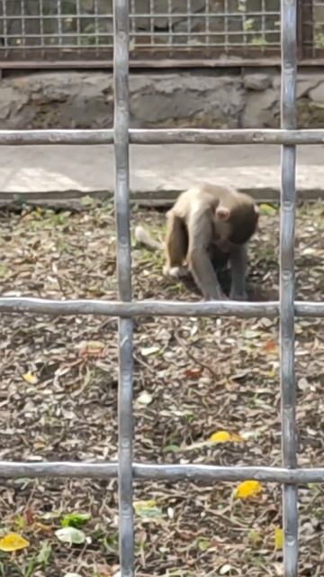 Гамадрил Люся выкапывает корешки и жучков #люська #парктайган #олегзубков смотреть онлайн