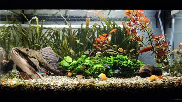 Аквариум 60л. День 239. смотреть онлайн