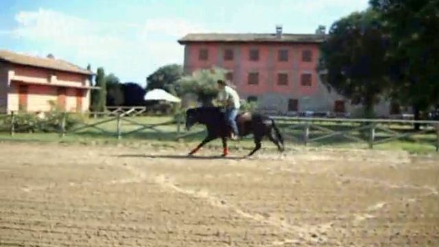 M.Penza e "Blacky" 2007 QH Stallion смотреть онлайн