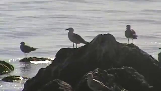 Балаклава, нырки и чайки смотреть онлайн