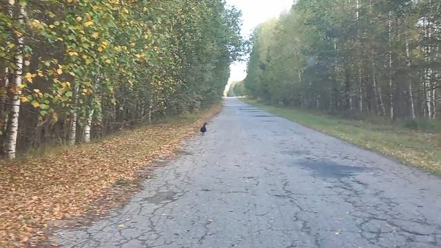 На дороге повстречали глухаря.. смотреть онлайн