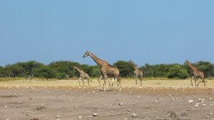 Прогулка по Африке, сафари, отдохни(relax) львы, тигры, жирафы, птицы