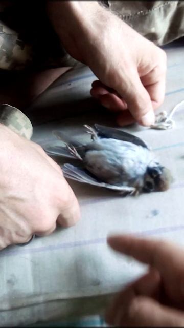 спасаем птичку ржака смотреть онлайн