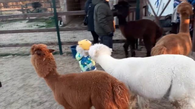 Российская альпаковая ферма смотреть онлайн