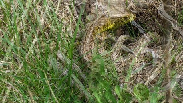 ЯЩЕРИЦА ПРЫТКАЯ ( Lacerta agilis ) смотреть онлайн