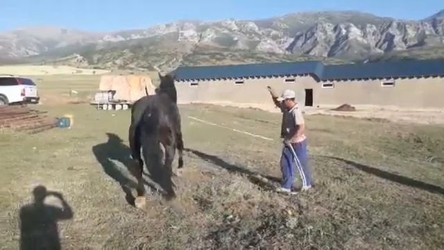 КОНЬ Испанская ❤★ 2 года смотреть онлайн