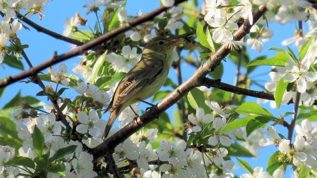 1367. Sedmihlásek hajní, Icterine Warbler, Gelbspötter, Spotvogel, Pěvci České republiky, Zpěv pták смотреть онлайн
