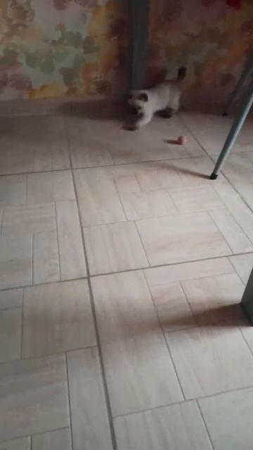 Феня #животные #приколысживотными #котята #лайк #кошки #crazycat #меконгскийбобтейл смотреть онлайн