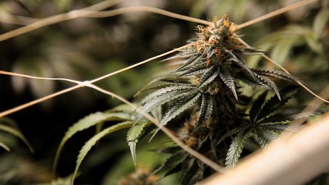 Bubba Kush Strain смотреть онлайн