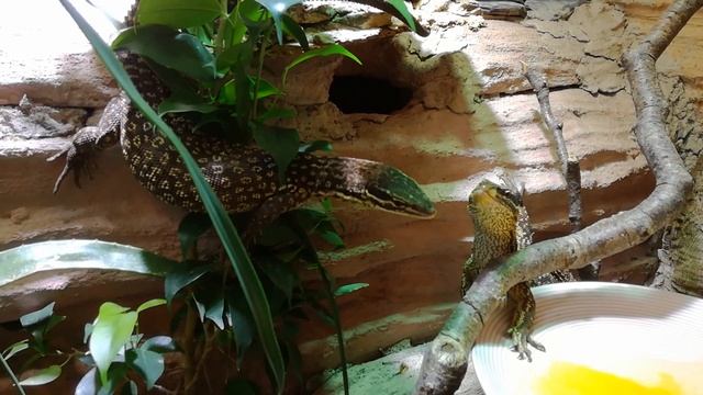 Got egg? смотреть онлайн