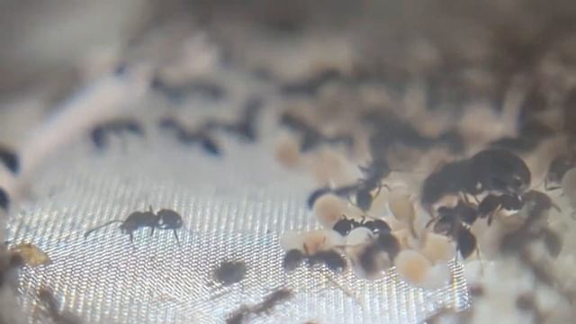 Monomorium ergtognya Update 2? New colony! смотреть онлайн
