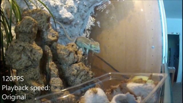 Chameleon eating in slow motion (120FPS) смотреть онлайн