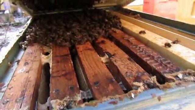 как зимует на воле отводок пчел, который я начал переводить на ячейку 5,6 мм , 6.02.2025 смотреть онлайн