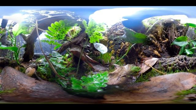 Dendrobates tinctorius "Tumucumaque" enclosure in 360° !! смотреть онлайн