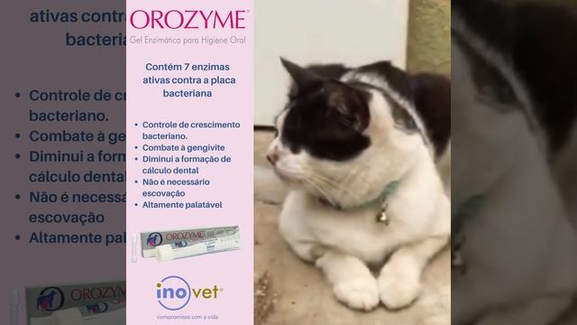 Orozyme Gengivas e Dentes Saudáveis Cães e Gatos смотреть онлайн
