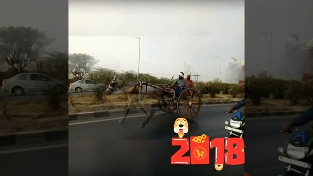 Moin Jaipur horse race смотреть онлайн