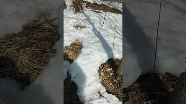 весна### БОБРЫ смотреть онлайн