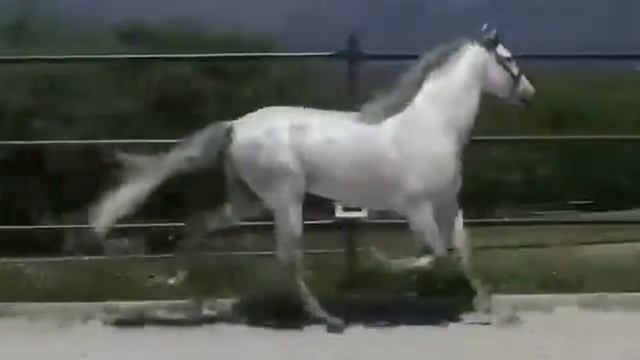 Отличная лошадь смотреть онлайн