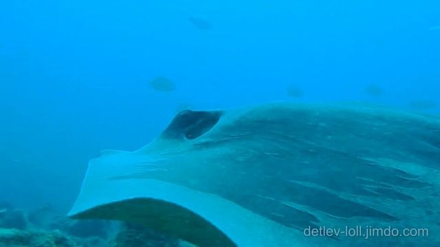 Atlantik Stechrochen I - Round stingray with common stingray underwater in tenerife смотреть онлайн
