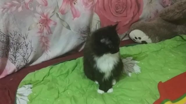 О детях и их жизни. Кошачий рай. смотреть онлайн