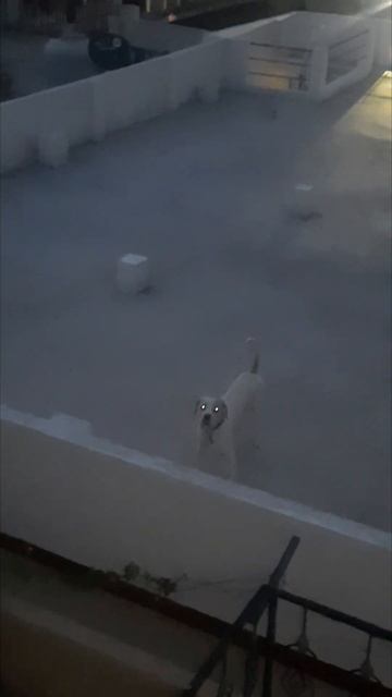 Have You Ever Noticed Your Dog 🐕 Eyes Glowing In The Dark ? For Fact Please Go To The Description ⬇ смотреть онлайн