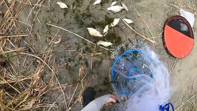 Кастинговая сеть с кольцом. УБИЙЦА ВСЕЙ РЫБЫ смотреть онлайн