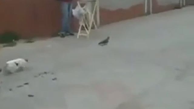 Кошачья охота провалилась смотреть онлайн