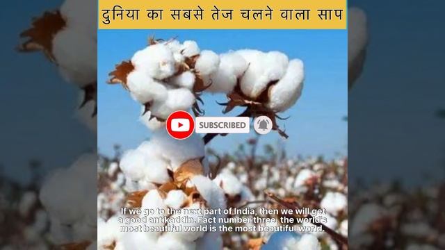 दुनिया का सबसे तेज चलने वाला साप #shortvideo #fact #shortsfeed #amazingfact #subscribers #facttechz смотреть онлайн