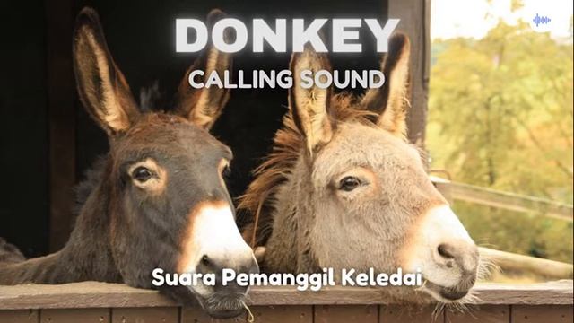 Donkey Calling Sound