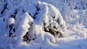 ЗАМЕТАЕТ ЗИМА ЗАМЕТАЕТ...