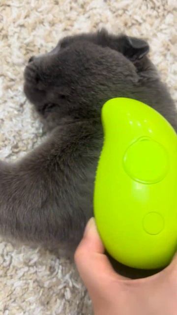 Паровая щетка для кошек и собак #cat #cats смотреть онлайн