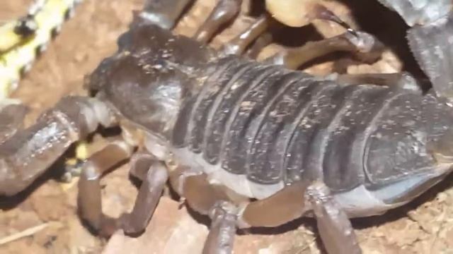 Scorpion feeding (H.swammerdami) apologies for wee mans narration ! Ends the best bit 😉 смотреть онлайн