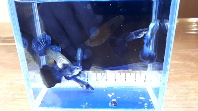 Guppy Moscow blue|Гуппи Московская синяя. смотреть онлайн