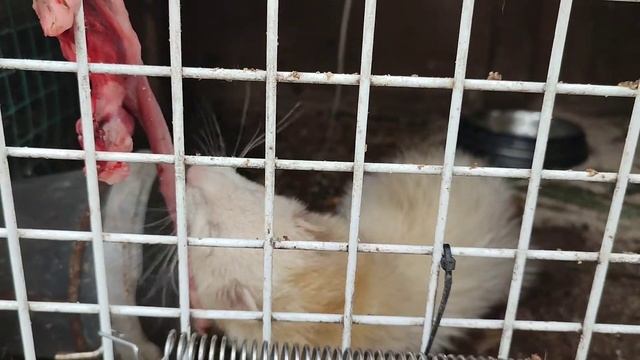 Хорëк Соня, впилась в трахею 🦦. Ferret Sonya, gnaws the trachea. смотреть онлайн