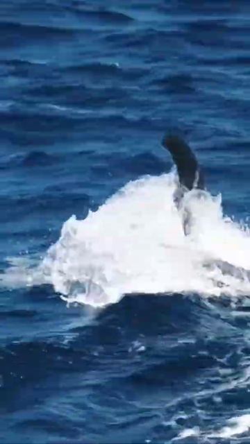 bluewhale, musculus – 150,000kg  Endangered #bluewhale, #sea смотреть онлайн