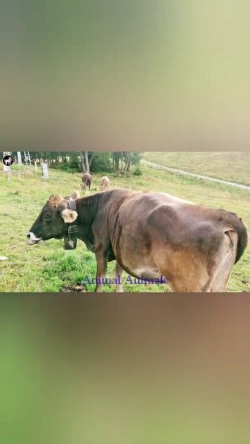 #shorts Animal Sounds Farm Animals | Wild Animals elephant, dog, leopard, horse, rooster, cheetah смотреть онлайн
