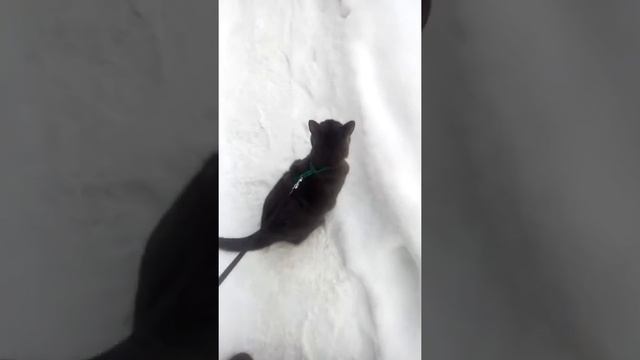 1 часть,гуляю с кошкой😻😸 смотреть онлайн
