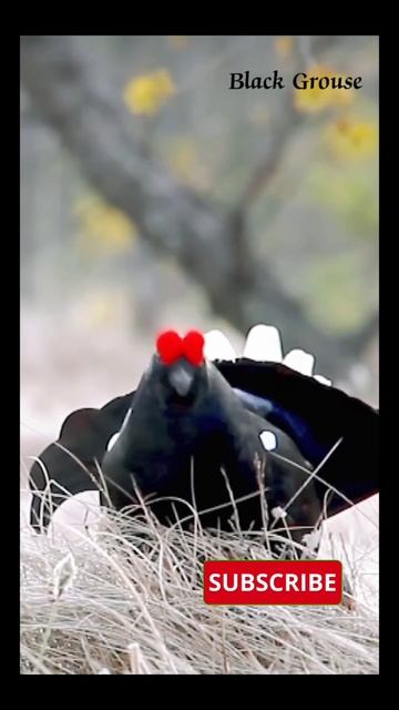 black Grouse bird #birdsounds #birds #forest_sounds #forestbirdsong #forest смотреть онлайн