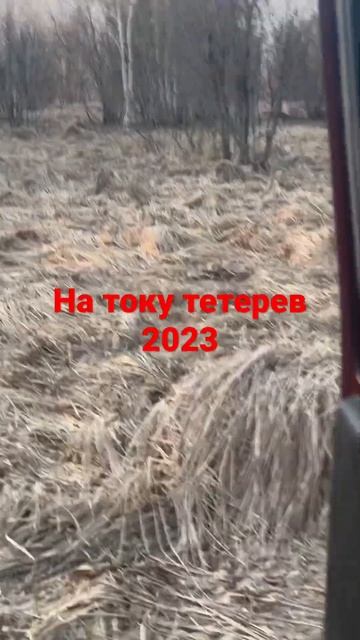 Тетерев на току смотреть онлайн